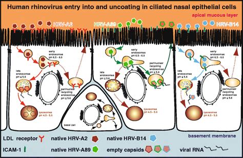 Rhinovirus Infection Mechanism