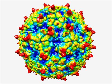Rhinovirus research
