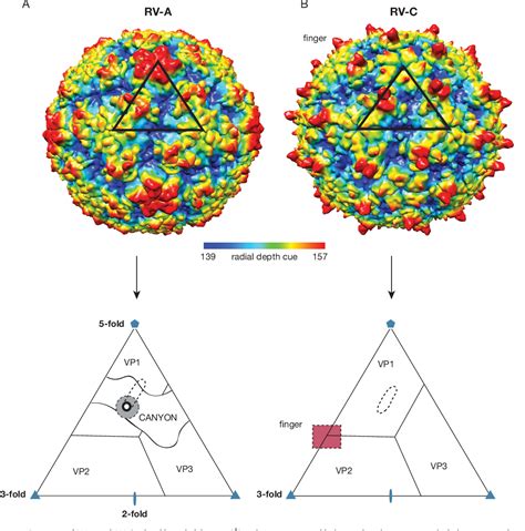 Rhinovirus structure