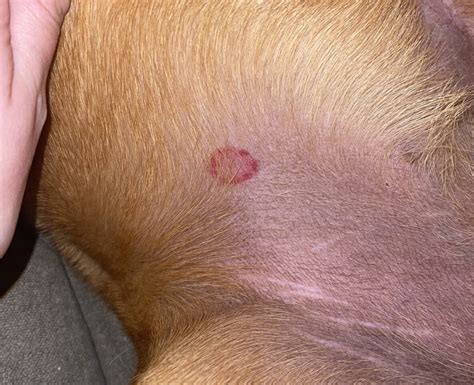 Ringworm pets