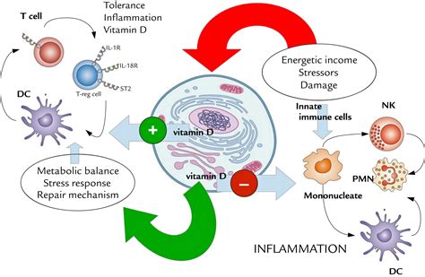 Role of vitamin D and calcium in immune system function