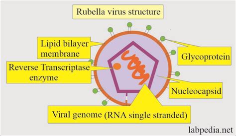 Rubella Virus Structure