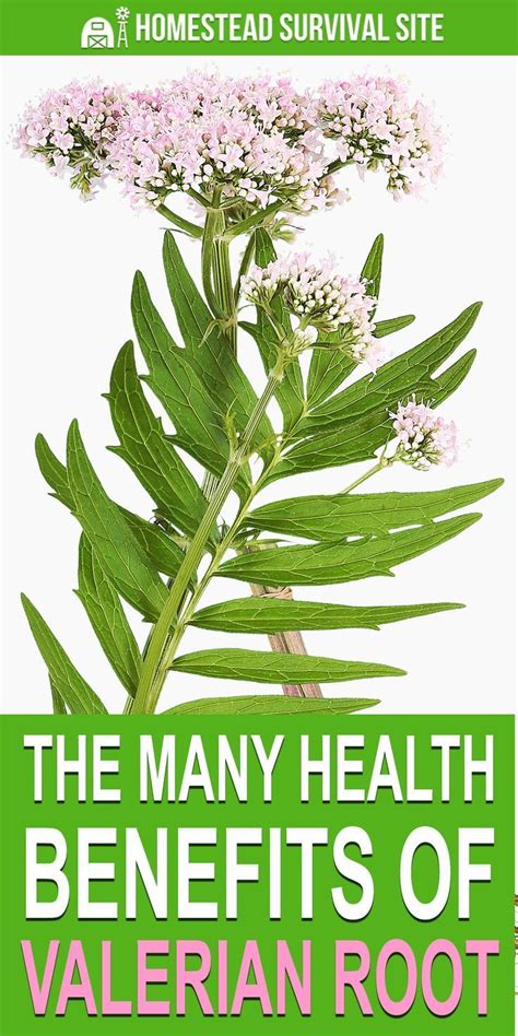 Safe Valerian Root Use