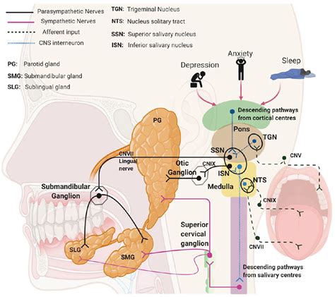 salivary gland