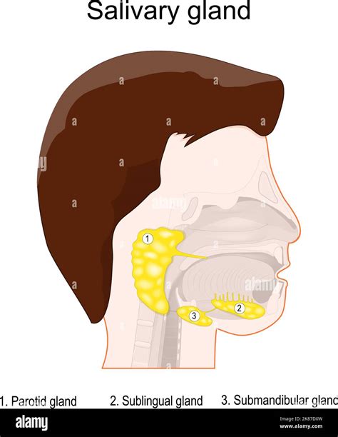 Salivary gland anatomy