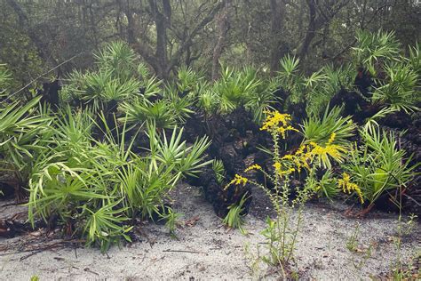 Saw Palmetto Plant