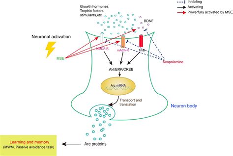 scopolamine conclusion