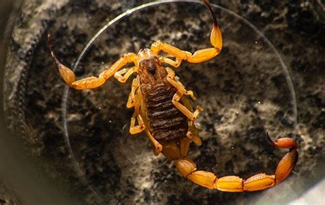 scorpion prevention