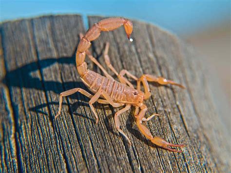 scorpion sting care