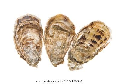 Seafood