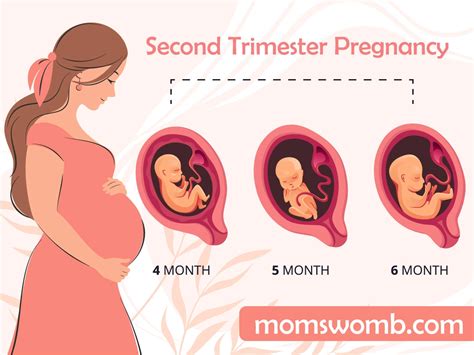 Second Trimester