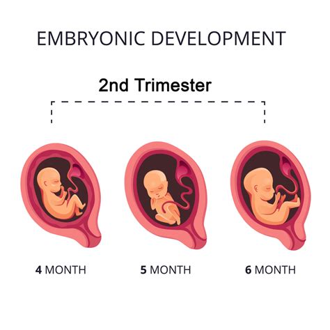 second trimester pregnancy