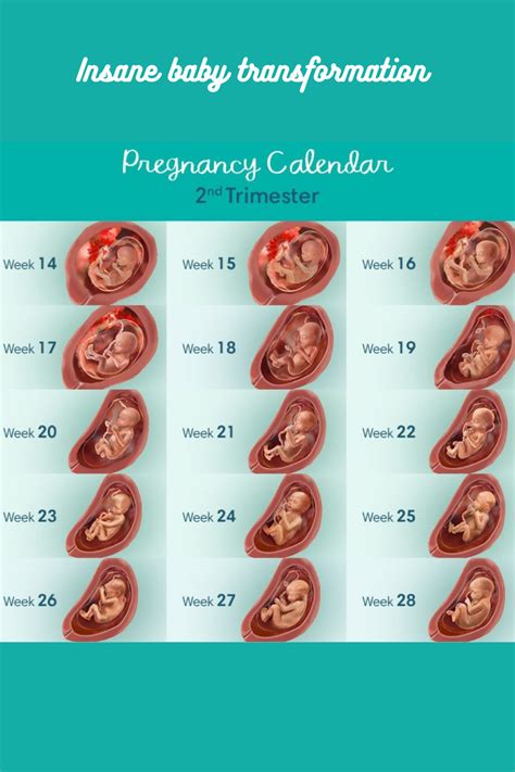 Second Trimester Preparation