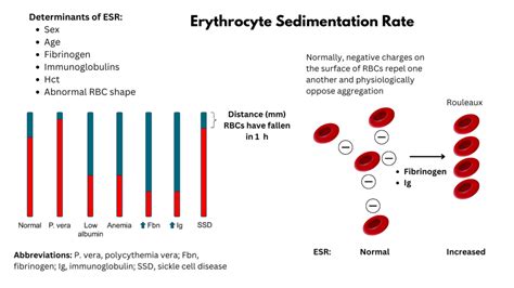 Sedimentation Rate Conclusion