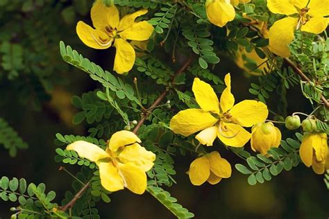 senna lax side effects