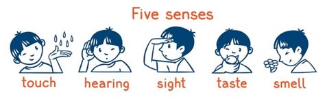 sensory development