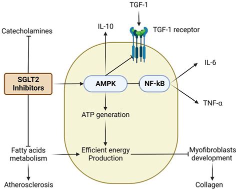 SGLT 2 Inhibitors