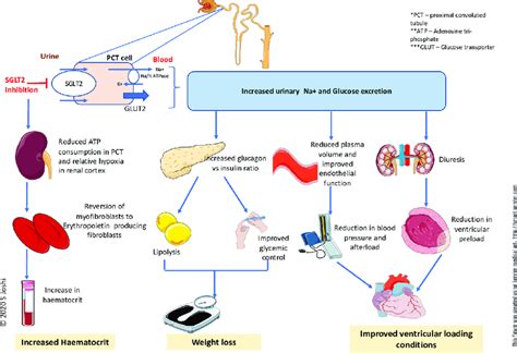 SGLT 2 Mechanism