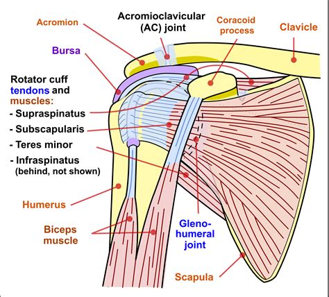 Shoulder Anatomy