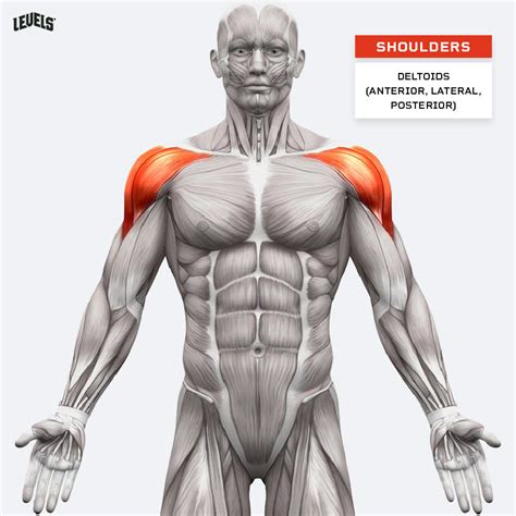 shoulder muscles
