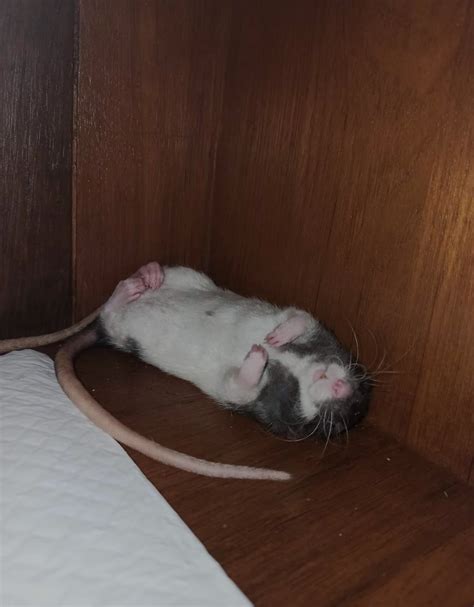 sleep