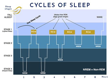 sleep cycle