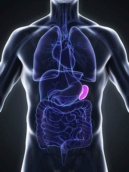 spleen blood health