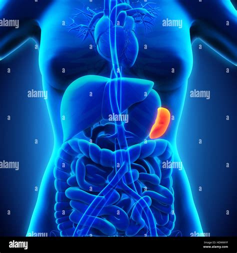 spleen digestive
