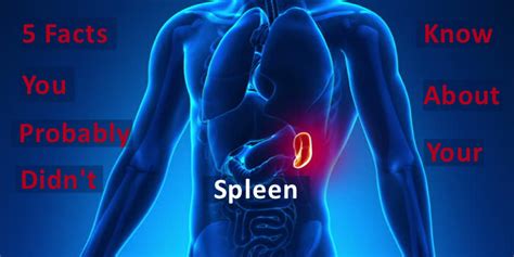 spleen facts image
