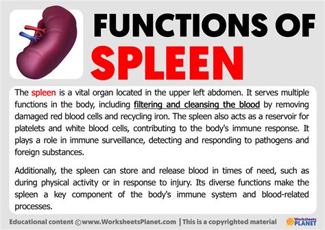 spleen functions