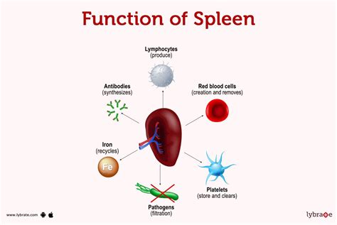 spleen functions image