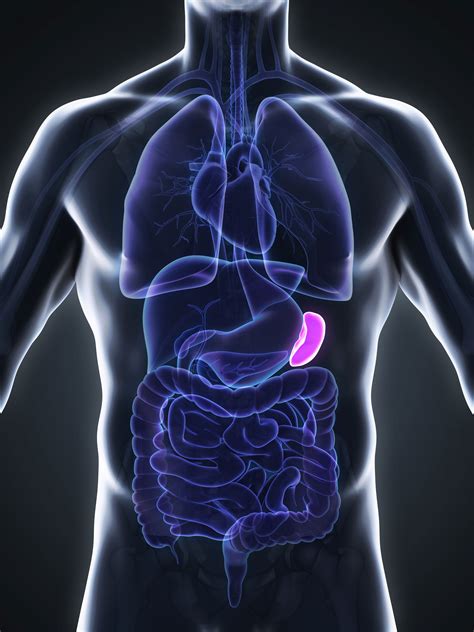 spleen health