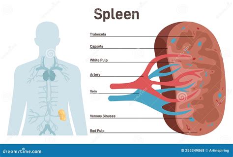 spleen health immune system