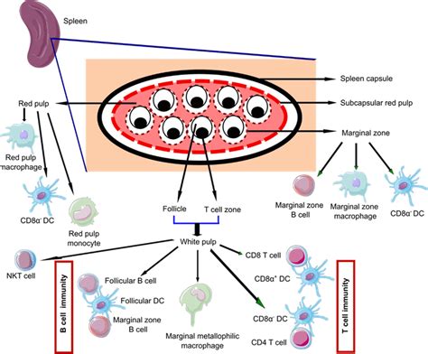 spleen immune