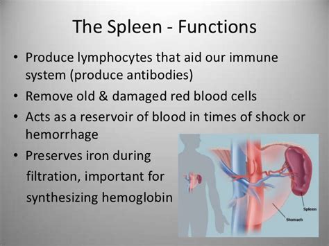 spleen importance