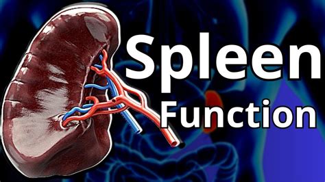 spleen living