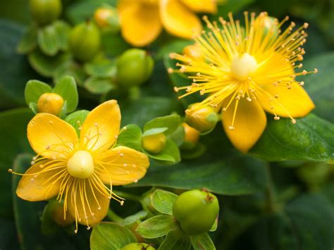 St John's Wort plant