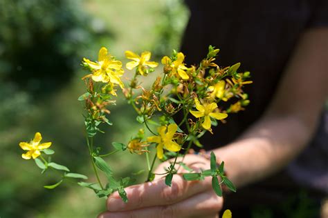 St John's Wort preparations