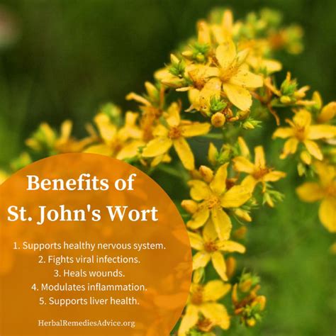 St John's Wort statistics