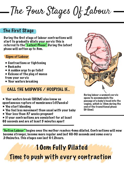 stages of labor