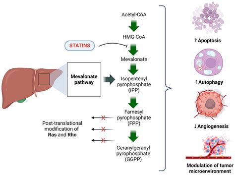 Statins and liver enzymes