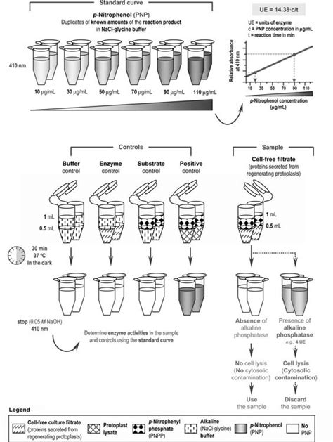 Steps to Support Alkaline Phosphatase