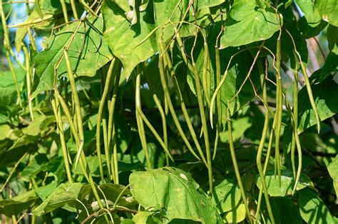string beans health benefits
