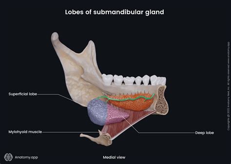 submandibular gland conclusion