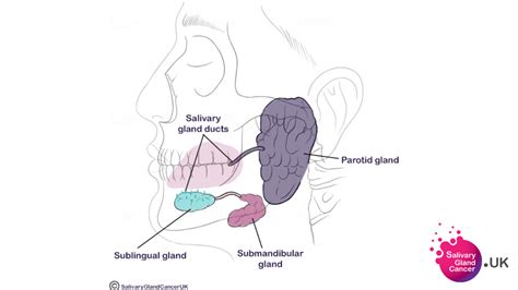 submandibular glands