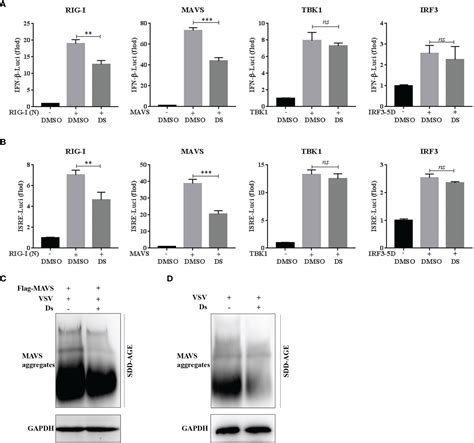 Succinate and immune response