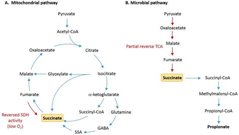Succinate mechanisms of action