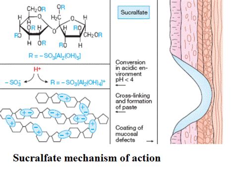 Sucralfate Mechanism of Action