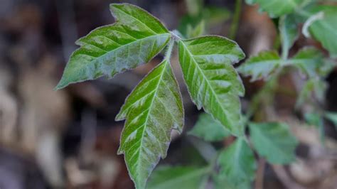 sumac treatment