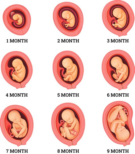 supporting fetal development at 5 weeks